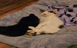 Domestic Shorthair cats for sale: 2 Female kittens ready for there forever home. - Image 4