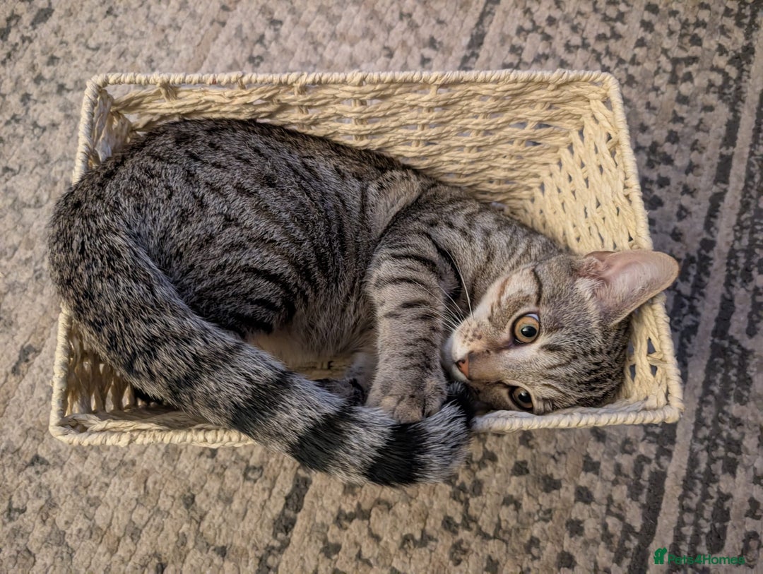 Bengal cats for sale: Cat for sale - Image 4