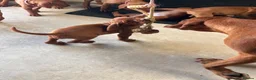 Hungarian Vizsla dogs for sale: Gorgeous Hungarian Vizsla puppies  - Advert 21