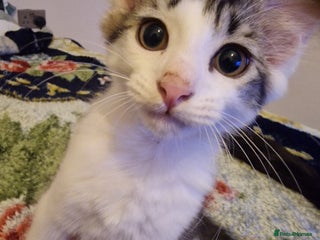 Mixed Breed cats Selling kitten - Advert 1