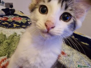 Mixed Breed cats Selling kitten - Advert 20