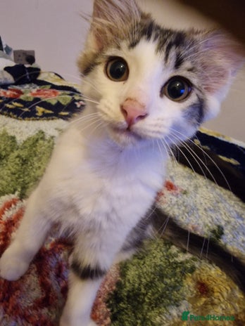 Mixed Breed cats Selling kitten - Advert 1