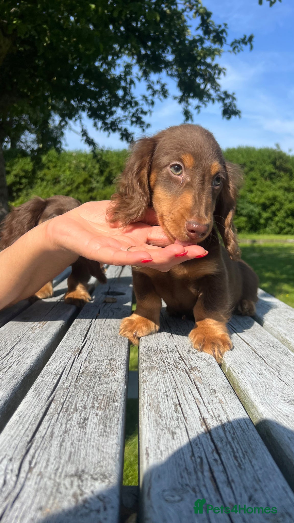 Miniature Dachshund dogs Reduced Price - Beautiful Longhair Boys Available - Advert 13