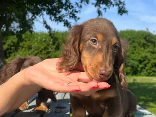 Miniature Dachshund dogs Reduced Price - Beautiful Longhair Boys Available - Advert 13