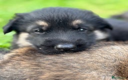 German Shepherd dogs for sale: German Shepherd puppies (Alsatian) - Image 9