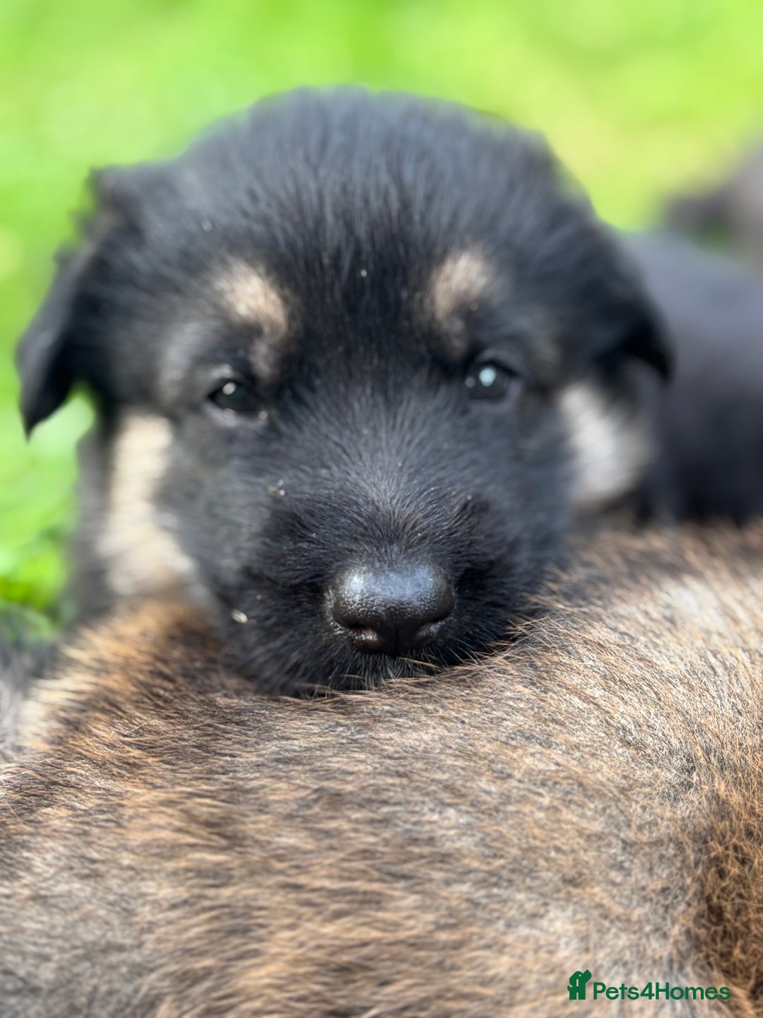 German Shepherd dogs for sale: German Shepherd puppies (Alsatian) - Image 9