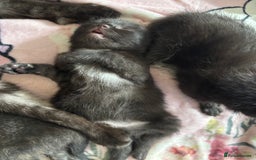 Maine Coon cats for sale: 5 bengal/maine coon kittens - Image 9