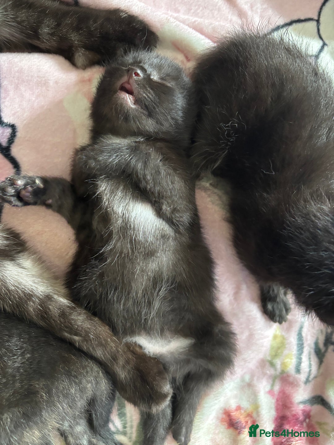 Maine Coon cats for sale: 5 bengal/maine coon kittens - Image 9