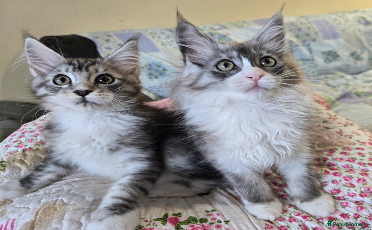 Maine Coon cats - Advert 15