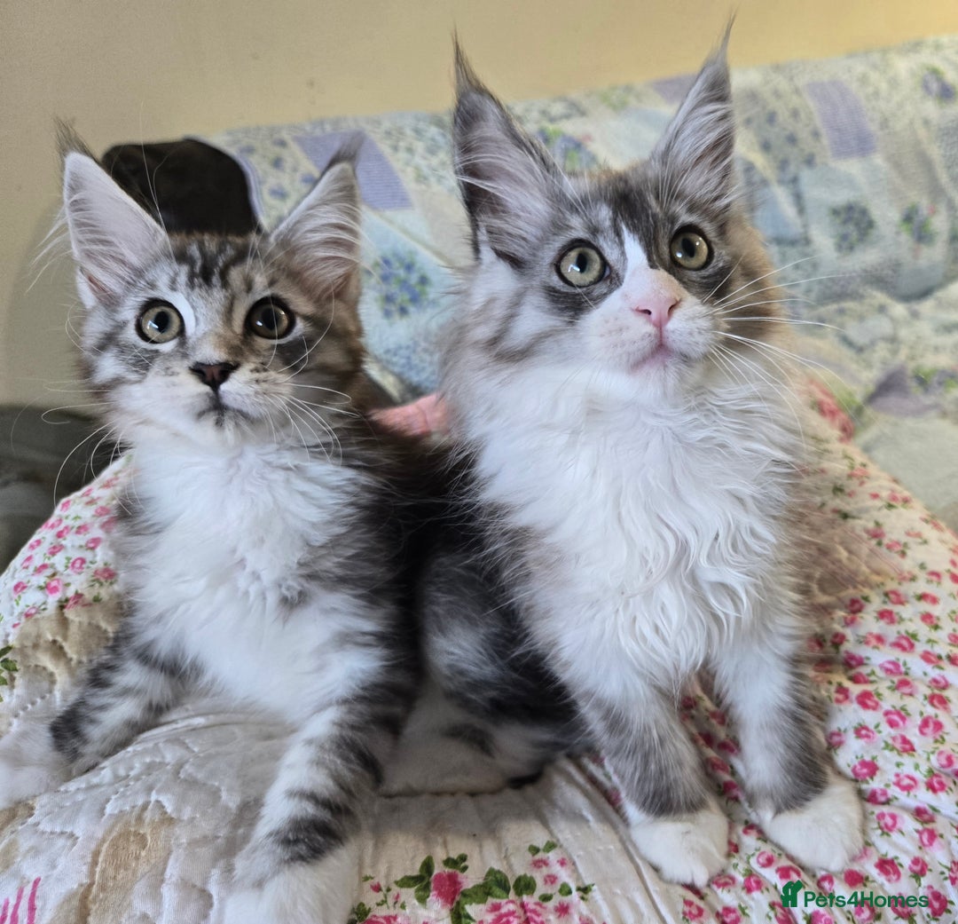 Maine Coon cats for sale: Beautiful playful Maine Coon kittens  - Image 1