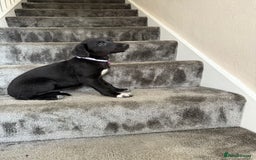 Mixed Breed dogs for sale: Lurcher puppies  - Image 6