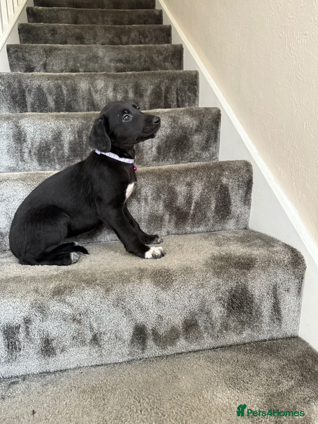 Mixed Breed dogs for sale: Lurcher puppies  - Image 6