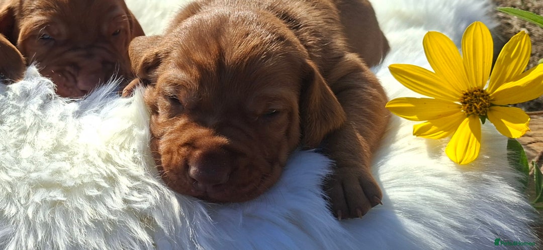 Hungarian Vizsla dogs for sale: Hungarian vizsla  - Image 9