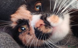 British Shorthair cats for sale: Female Cat  - Image 2