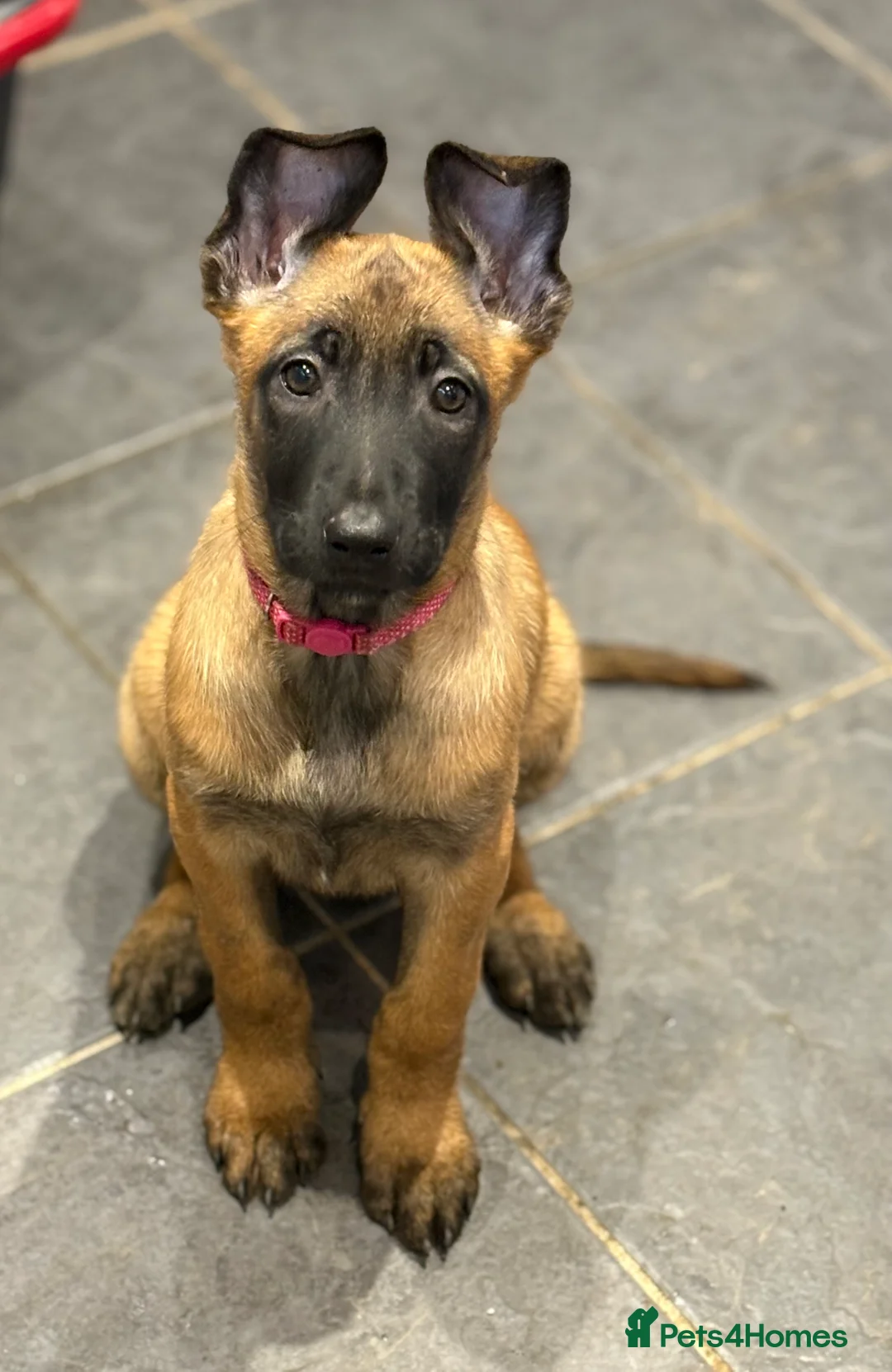 Belgian Shepherd Dog dogs for sale: Belgian Malinois Puppies - Ready to leave! - Advert 2