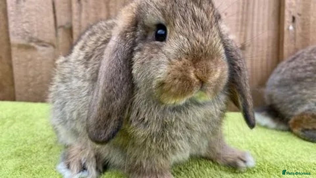 Mini Lop rabbits for sale: Stunning babies various ages vaccinated  - Advert 16