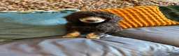 Toy Poodle dogs for sale: KC Healthtested Toy Poodle puppies phantom silver  - Advert 3
