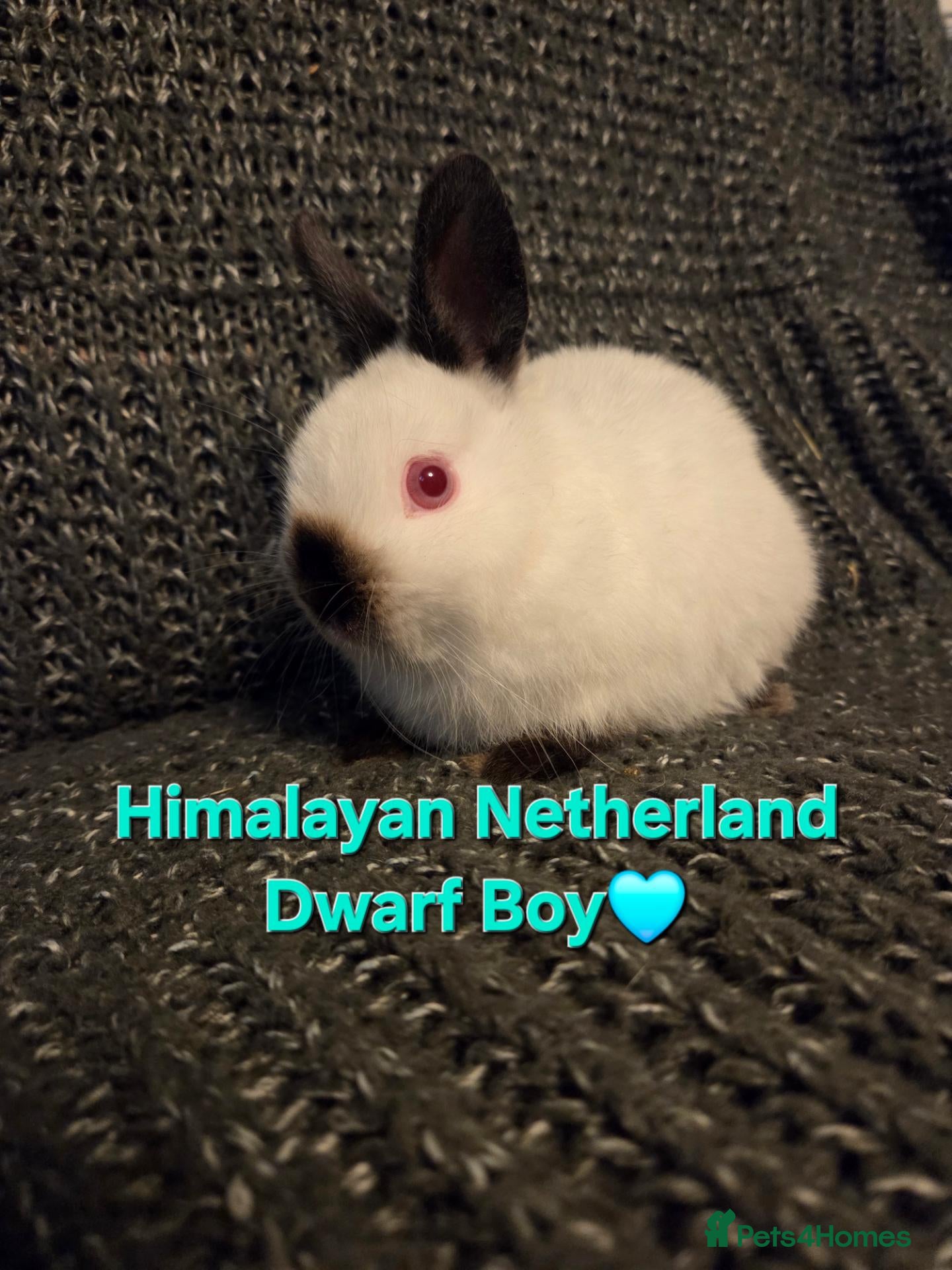 Netherland Dwarf rabbits Himalayan Netherland Dwarf BOY - Advert 1