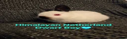 Netherland Dwarf rabbits for sale: Himalayan Netherland Dwarf BOY & Blue GIRL - Advert 3