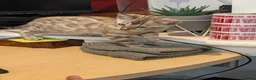 Bengal cats for sale: READY!! TICA registered pure bred Bengal kittens  - Advert 22