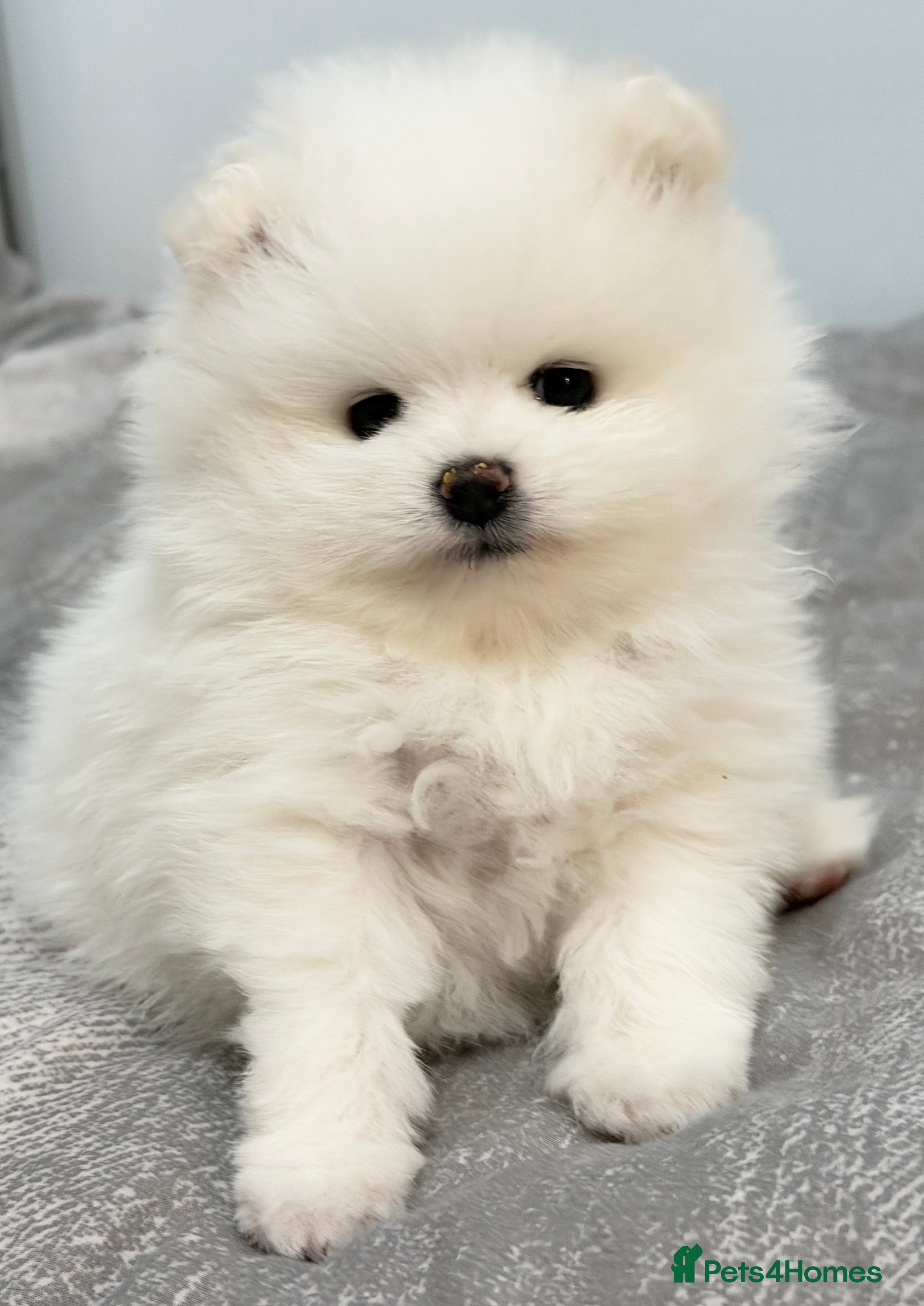 Pomeranian dogs Stunning KC littler of mini white pom puppy boy - Advert 4