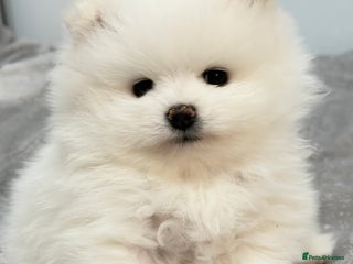 Pomeranian dogs Stunning KC littler of mini white pom puppy boy - Advert 4