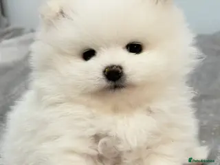 Pomeranian dogs Stunning KC litter of white pom puppy boy - Advert 5