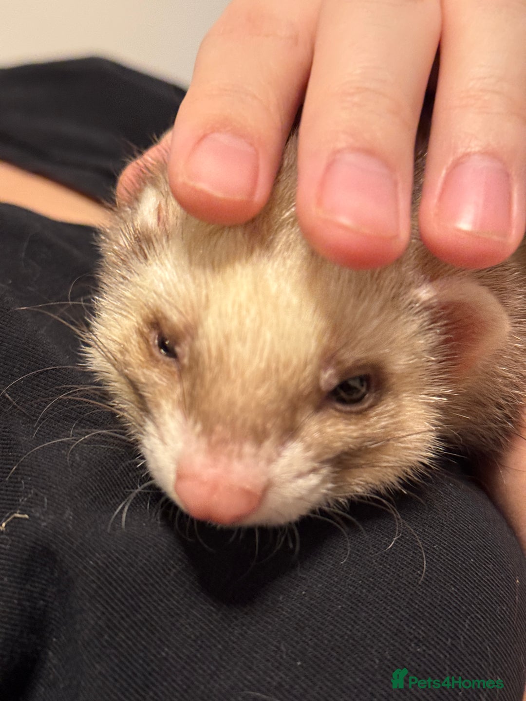 Ferret rodents for sale: Lovely ferrets for rehoming - Advert 7