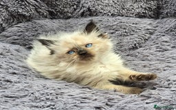 Ragdoll cats for sale: GCCF registered Ragdoll kittens  - Image 23