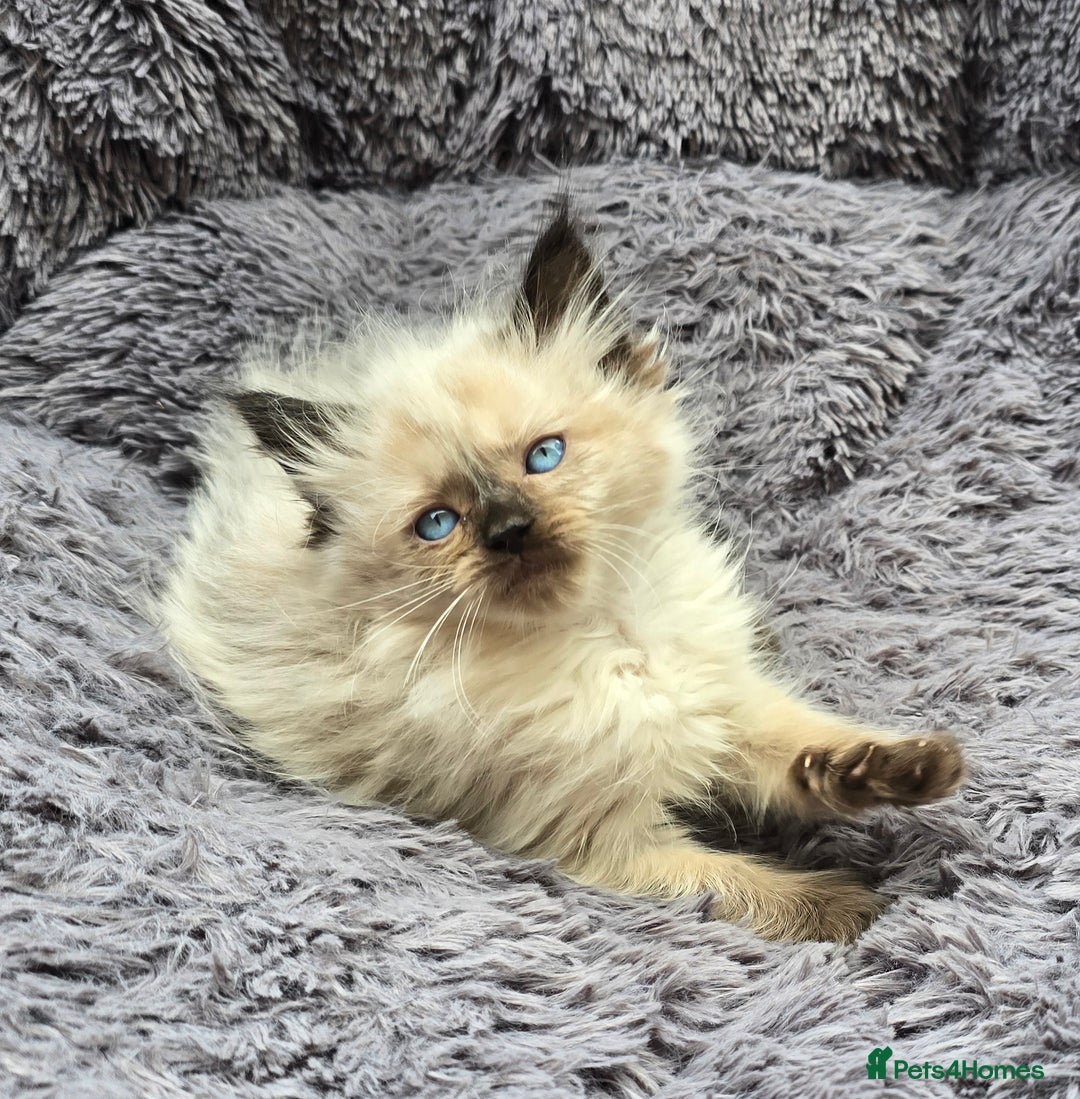 Ragdoll cats for sale: GCCF registered Ragdoll kittens  - Image 23