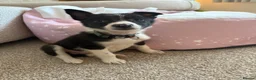Border Collie dogs for sale: Male border collie  in Edinburgh - Advert 6