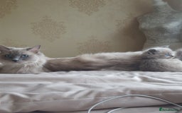 RagaMuffin cats for sale: Ragamuffin kitten's  - Image 1