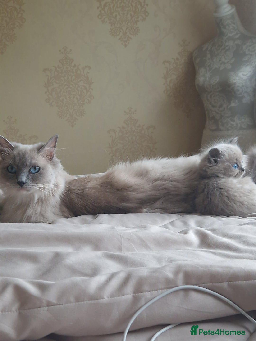 RagaMuffin cats for sale: Ragamuffin kitten's  - Image 1