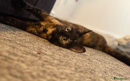 British Shorthair cats for sale: Female Tortoise shell tabby  - Image 2