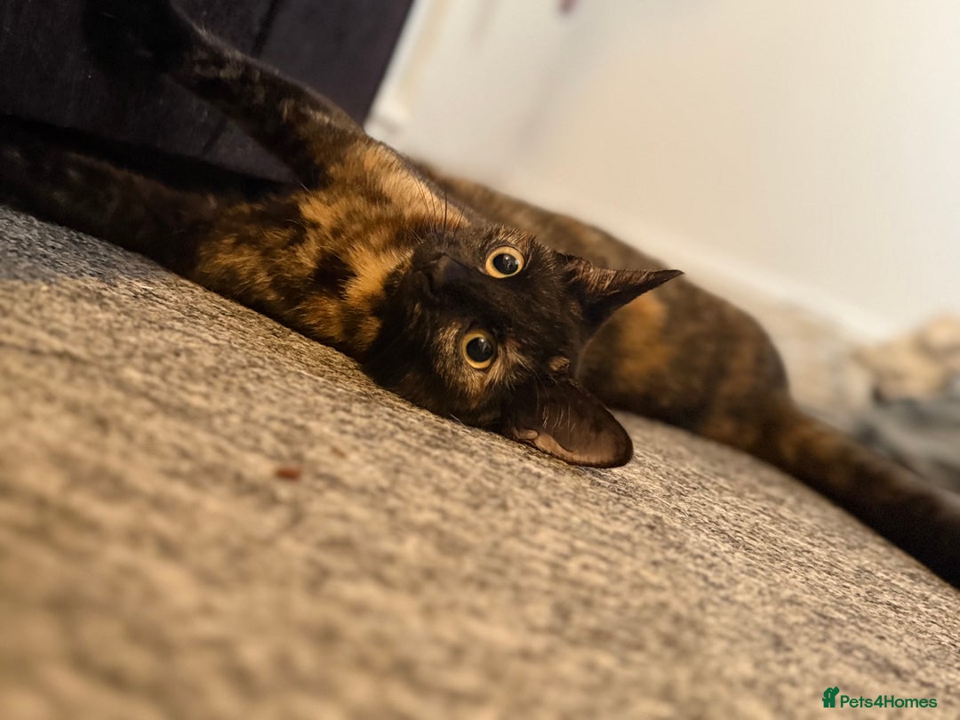 British Shorthair cats for sale: Female Tortoise shell tabby  - Image 2