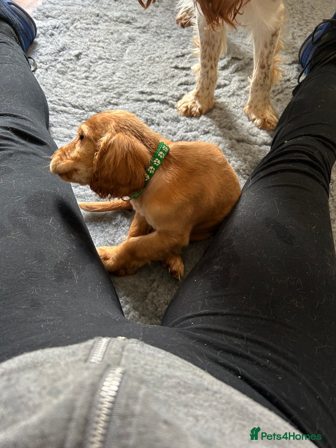 Cocker Spaniel dogs for sale: Kc cocker spaniels  - Image 11