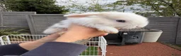 Mini Lop rabbits for sale: 12 Mini lop rabbits - Advert 6
