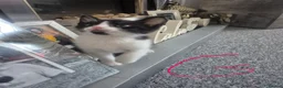 Mixed Breed cats for sale: Kittens - Advert 3