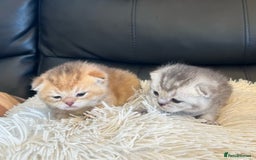 British Shorthair cats for sale: British Shorthair golden kittens available  - Image 1