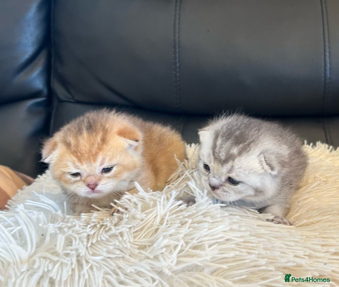 British Shorthair cats for sale: British Shorthair golden kittens available  - Image 1