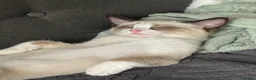 Snowshoe cats for sale: One year old female Siamese snowshoe  - Advert 15