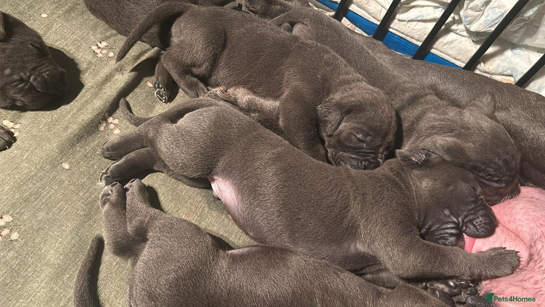 Cane Corso dogs for sale: Pure Blue Cane Corso puppies for sale - Advert 4
