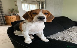Beagle dogs for stud: Ragnar (KC STUD) in Liverpool - Image 10