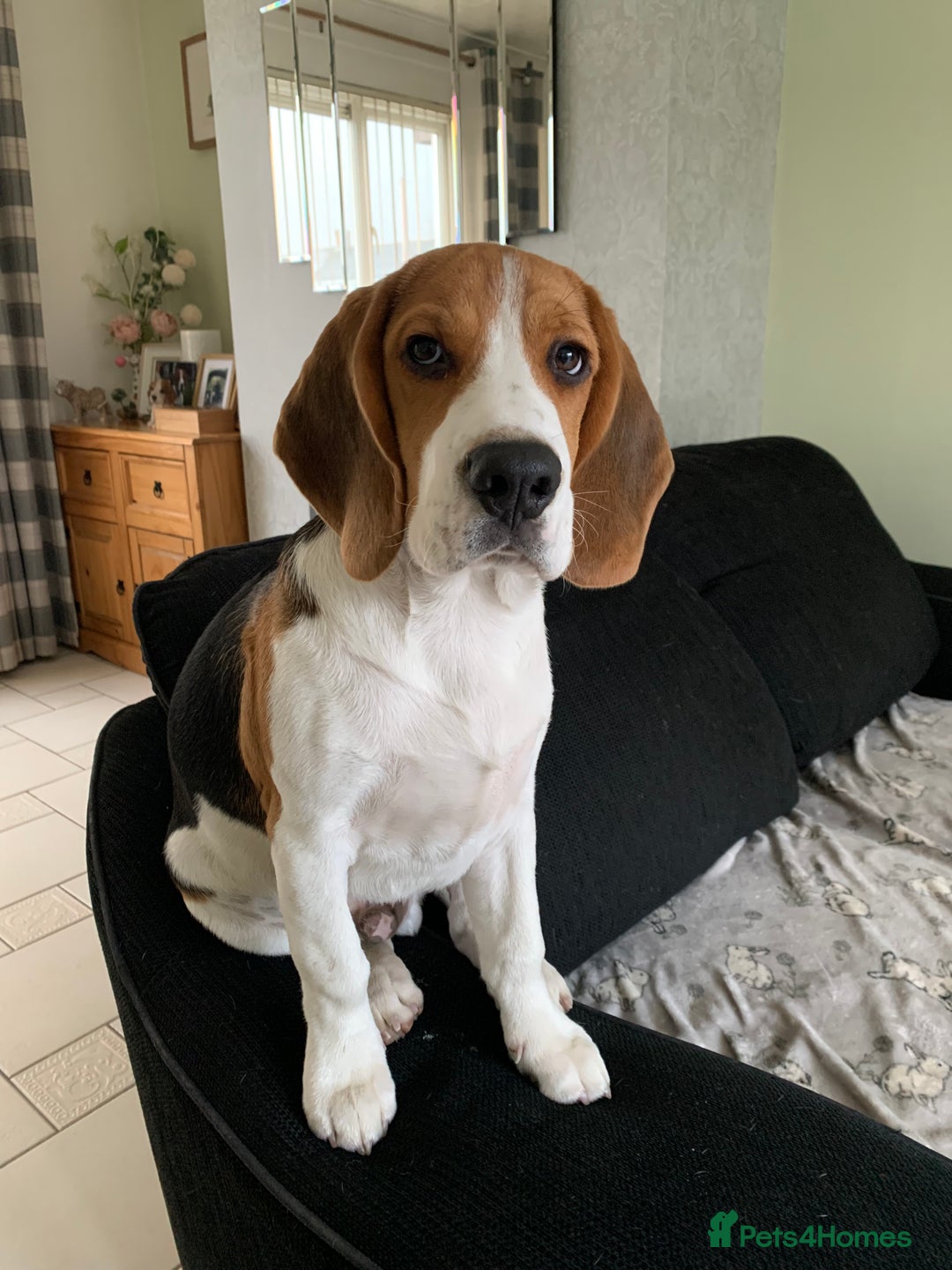 Beagle dogs for stud: Ragnar (KC STUD) in Liverpool - Image 10