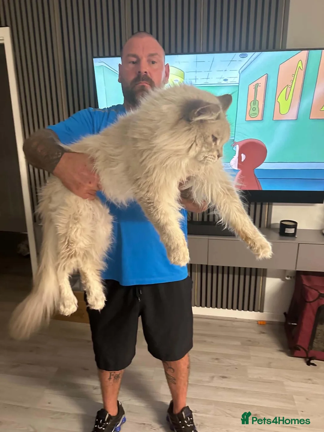 Maine Coon cats for stud: XL Maine Coon Stud  - Advert 2