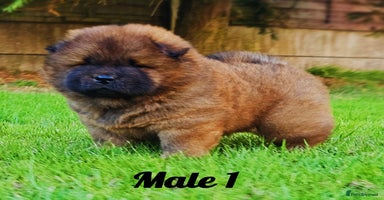 Chow Chow dogs - Advert 5