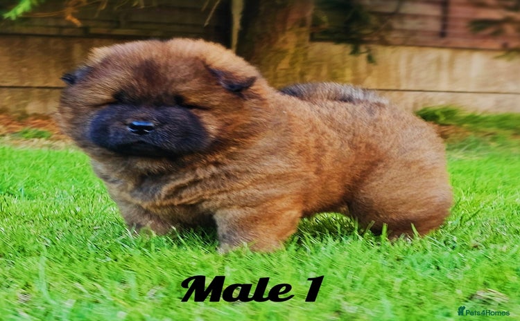 Chow Chow dogs - Advert 1