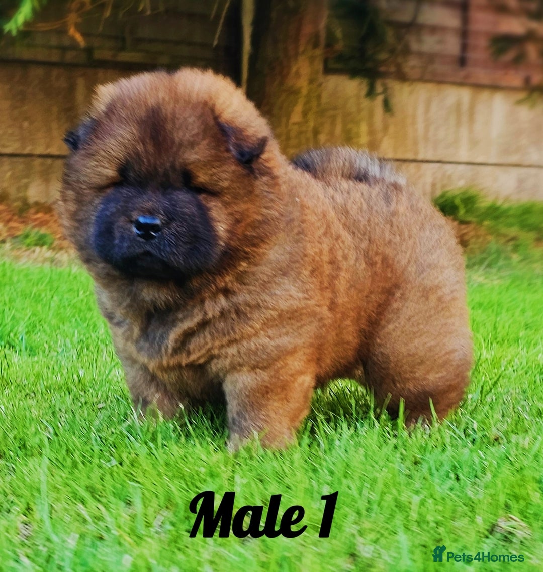 Chow Chow dogs for sale: Crufts Best of Breed pedigree  - Image 2