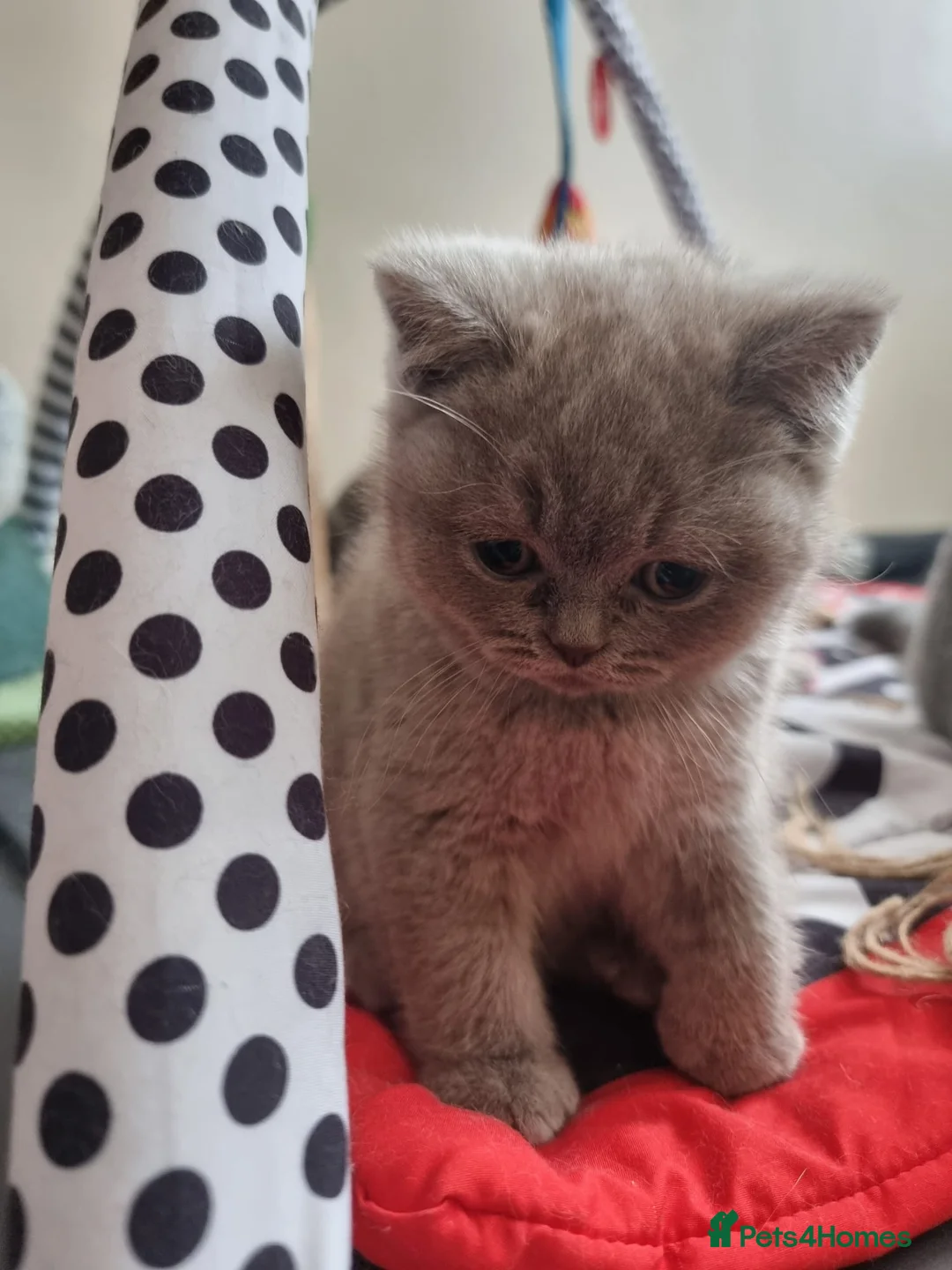 British Shorthair cats for sale: Lilac Blue Female British Shorthair GCCF Pedigree - Advert 3