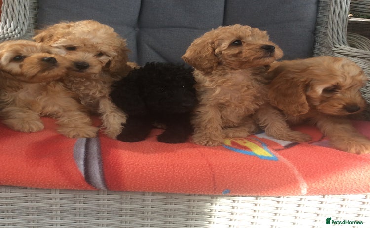 Cockapoo dogs - Advert 12